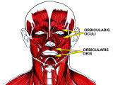 Muscles of Facial Expression Photographic Print