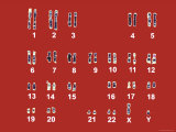 Normal Human Karyotype Chromosomes in Pairs Photographic Print Normal Human Karyotype Chromosomes in Pairs Photographic Print