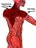 Muscles of the Back Photographic Print