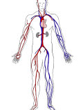 Arteries in Red and Veins in Blue Photographic Print