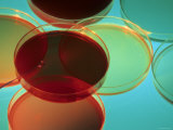 Multicolored Culture Media in Petri Dishes Photographic Print