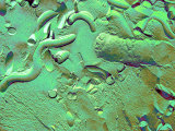 Tem Freeze Fracture of Treponema and E. Coli Photographic Print