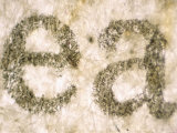 Newspapaer Print Letters Photomicrograph Photographic Print