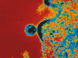 AIDS Virus Budding from a T-Lymphocyte Photographie