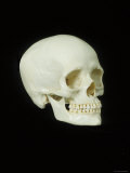 Human Skull Black Background Photographic Print