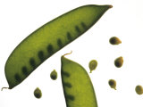 Close Up Snow Pea Pods Photographic Print