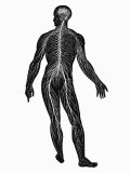 Central and Perepheral Nervous System Photographic Print