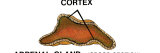 Adrenal Gland Cortex Cross Section Graphics Labeled Photographic Print