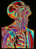 Human Head and Chest Photographic Print