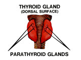 Thyroid Parathyroid Glands Anterior Graphics Labeled Photographic Print