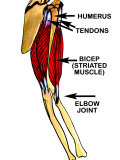 Movement of Striated Muscle Photographic Print