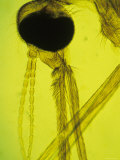 Anopheles Mosquito Yellow Background Photographic Print