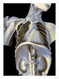 Human Body Ribs Kidney Heart Veins Giclee Print