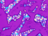 Iodine Crystals Polorizied Photomicrograph Photographic Print