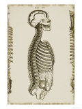 Skull Spinal Column Sinuses Giclee Print