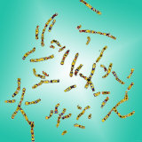 Human Chromosomes 46 23 Pairs Karyotype Photographie