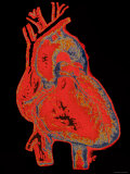 Human Heart Fotografie-Druck