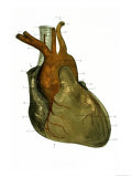 Anterior View Heart and Great Vessels Giclee Print