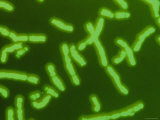 Karyotype of 23 Pairs of Human Chromosomes Lámina fotográfica Karyotype of 23 Pairs of Human Chromosomes Lámina fotográfica