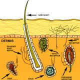 Sensory Nerves of the Skin Sense of Touch Photographic Print