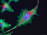 Mammalian Nerve Cells Dendrite Sensory Synapse Photographie