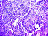 Pituitary Gland Endocrine Gland Hormone Photographic Print