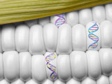 DNA Corn Genetic Engineer Yellow White Food Lámina fotográfica DNA Corn Genetic Engineer Yellow White Food Lámina fotográfica