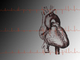 Heart and Readout of EKG ECG Cardio Rhythms Photographie