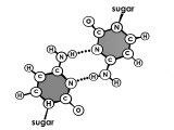Cytosine Guanine Bond Rna Pass Information in a Cell Photographie
