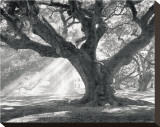 Andrew Oak, Afternoon Light Stretched Canvas Print by William Guion