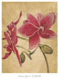HawaiianTropics II Print by Elizabeth Jardine