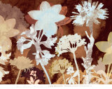Translucent Shadows I Prints by Lois Bender