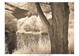 Lakefront View II Prints by Ily Szilagyi