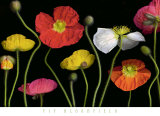 Poppy Garden II Posters av Pip Bloomfield Poppy Garden II Posters av Pip Bloomfield
