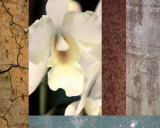 M.J. Lew - Tropical Whites I Obrazy M.J. Lew - Tropical Whites I Obrazy