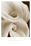 Fleur No. 1 Poster von Sondra Wampler