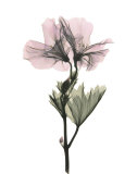 Geranium Posters by Acee 