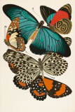 Colección II Pósters