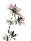 Azalea Art by Acee 