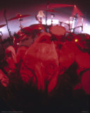 Tommy Lee Photo