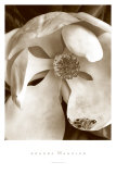 Fleur No. 3 Poster par Sondra Wampler