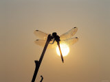 Silhouette of Dragonfly Perched on Edge of Stick at Sunset Fotografie-Druck