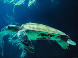 Underwater Picture of a Swimming Green Sea Turtle Lámina fotográfica Underwater Picture of a Swimming Green Sea Turtle Lámina fotográfica
