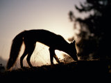 Silhouette of Red Fox Sniffing at Ground Fotografie-Druck