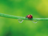 Ladybug with Water Droplets Sitting on Middle of Leaf Photographic Print