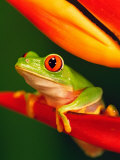 Red-Eyed Tree Frog Perched on Colorful Heliconia Flower Photographie