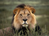 Alert Lion Lying Down in Grass Photographic Print