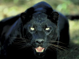 Close Up of Wild Black Leopard Showing Teeth Photographic Print
