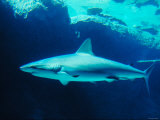 Underwater Picture of a Swimming Caribbean Reef Shark Photographic Print