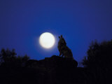 Coyote in Nature Howling at Full Moon Photographic Print